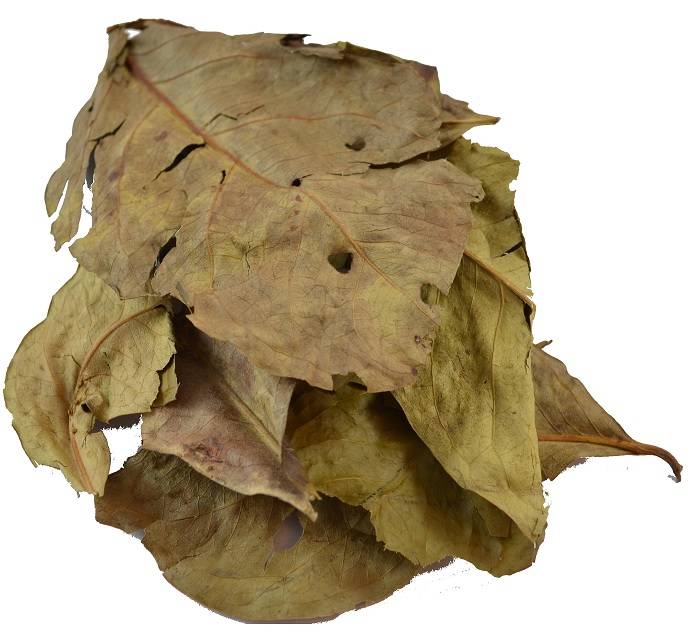 Daun salam bladeren bestellen Daun salam bladeren bestellen